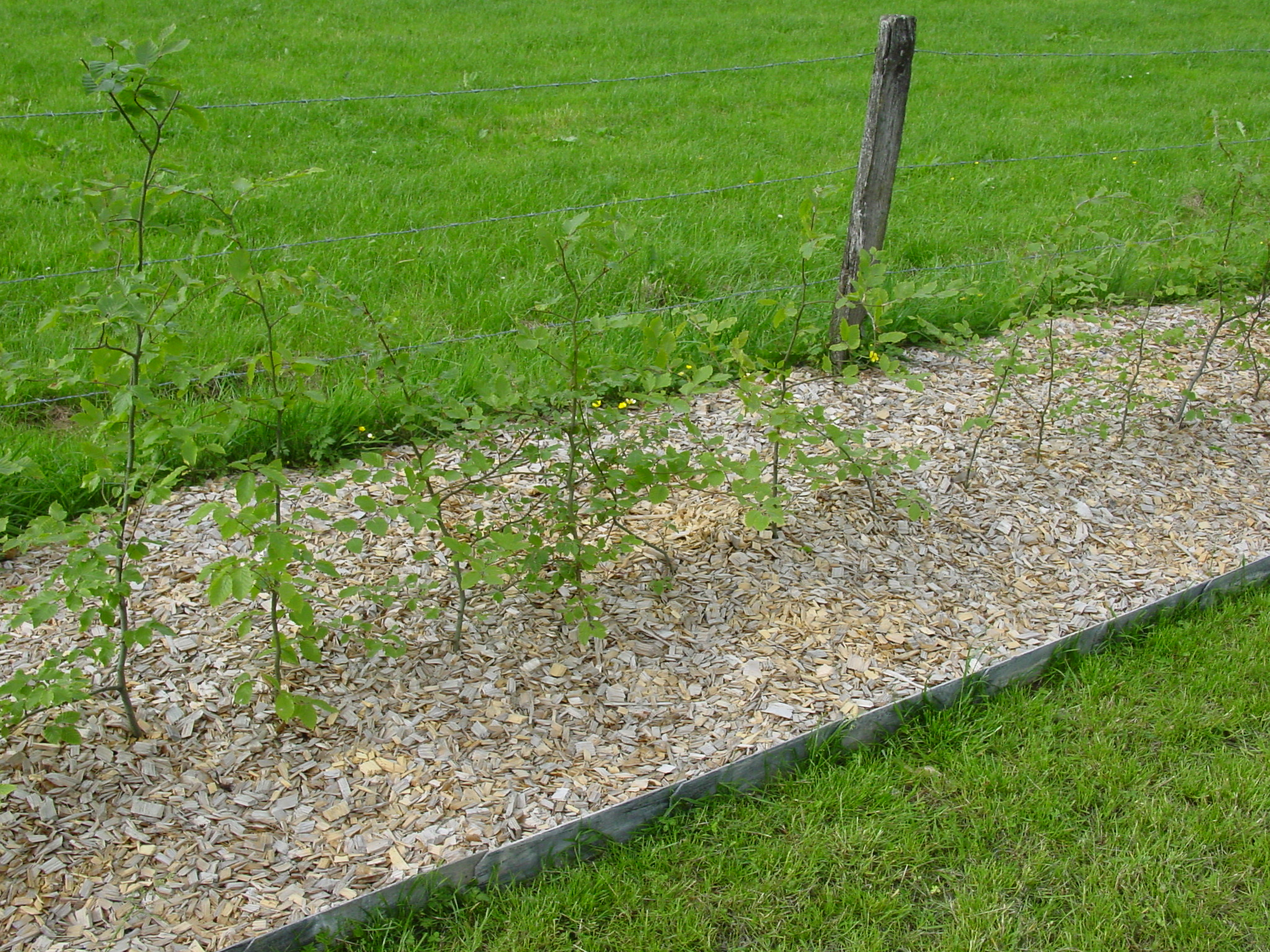 Plantex® Heckenvlies 0,5 x 20 m